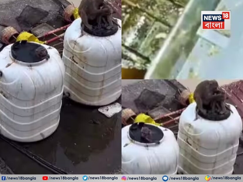 হ্যাঁ ঠিকই পড়েছেন—একটা নয়, একগুচ্ছ বাঁদর মিলে সেই জলাধারে স্নান করছে, কেউ একে অপরকে টেনে নিচ্ছে, কেউ জলে লাফিয়ে পড়ছে, কেউ জল ছিটিয়ে দিচ্ছে খেলাচ্ছলে। পুরো দৃশ্যটা যেন কোনও বানরের স্নান উৎসব।