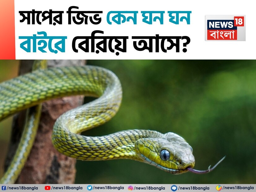 বর্ষাকালে সাপের মরশুম৷ এ সময় চারদিকে সাপের উপদ্রব বেড়ে যায়৷ চারদিকে প্রচুর সাপ দেখা যায় এ সময়৷ সাপকে আমরা যমের মতো ভয় পাই৷ কিন্তু সাপ নিয়ে যা জানি, তার থেকে অনেক কিছু জানি না৷ 