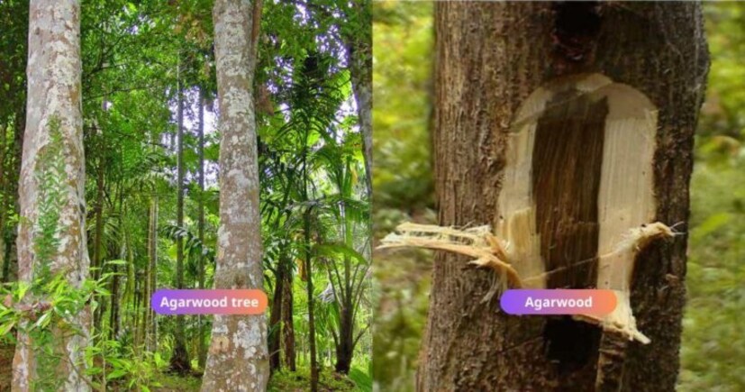 তবে, চাষের মাধ্যমে উৎপাদন বৃদ্ধির সম্ভাবনা থাকায়, আগর কাঠের দাম ভবিষ্যতে স্থিতিশীল হতে পারে বলেই মনে করছেন বিশেষজ্ঞরা। এটি অবৈধ কাঠ কাটা কমাবে এবং পরিবেশ রক্ষায়ও সহায়তা করবে।