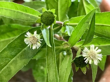 মাথায় টাক পড়ে যাচ্ছে? চুল পড়া বন্ধ হবে, গজাবে নতুন চুল ২ সপ্তাহেই! ১ টাকাও খরচ হবে না.. মাথায় টাক পড়ে যাচ্ছে? চুল পড়া বন্ধ হবে, গজাবে নতুন চুল ২ সপ্তাহেই! ১ টাকাও খরচ হবে না..