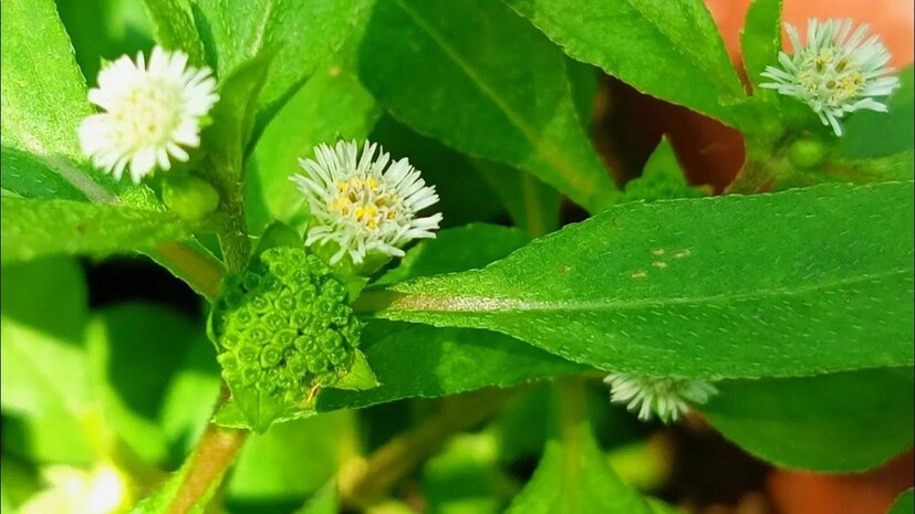 ভৃঙ্গরাজের অ্যান্টি-ইনফ্ল্যামেটরি এবং অ্যান্টি-ফাঙ্গাল গুণ শুধু খুশকি রোধ করে না, মাথার ত্বকে যে কোনও প্রকারের সংক্রমণ রুখে দেয়। 