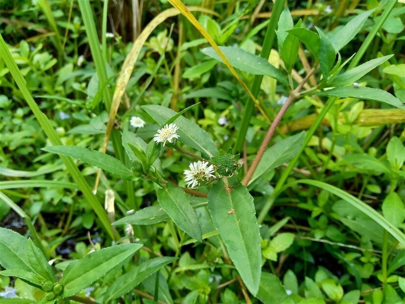ডা. আঁকাঙ্ক্ষা জানান, ভৃঙ্গরাজ তেল মাথায় ব্যবহার করলে অনেক উপকার হয়। এটি চুল পাকতে বাধা দেয়, চুলের বৃদ্ধি ঘটায়, পড়ে যাওয়া চুল রোধ করে, এমনকি খুশকির সমস্যাও দূর করে। তিনি জানান, একটি বড় পাত্রে সর্ষে বা নারকেল তেল গরম করে তাতে ভৃঙ্গরাজের পাতা বা গুঁড়ো দিয়ে দিন। যতক্ষণ না মিশ্রণ সবুজ হয়ে যায় ততক্ষণ ফুটিয়ে নিন। এরপর পাত্রটি সরিয়ে রেখে দিন যাতে ভৃঙ্গরাজ তার উপাদানগুলি তেলে ছেড়ে দিতে পারে। এরপর সন্ধ্যাবেলায় হালকা গরম করে সেই তেল মাথায় ব্যবহার করুন এবং পরদিন সকালে ধুয়ে ফেলুন। নিয়মিত ব্যবহার করলে চুলের অনেক উপকার হবে।