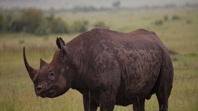 जलदापारा में गैंडे ने पर्यटकों का पीछा किया; पार्क ने 210 नए कैमरे लगाए.