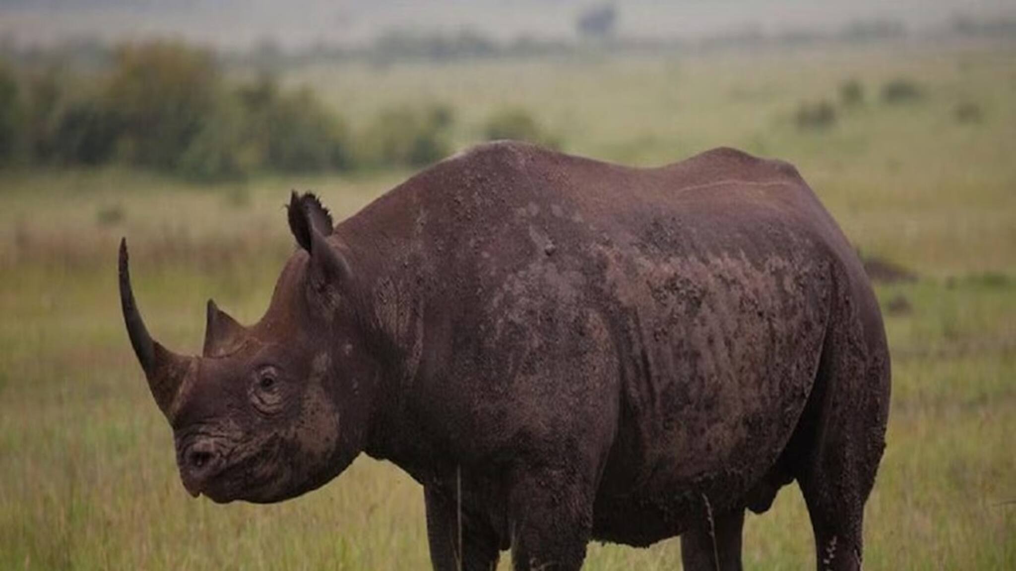 বছর প্রথম রবিবারেই জঙ্গল সাফারিতে কী বিপত্তি! পর্যটকদের তাড়া করল গন্ডার... গেল গেল রব