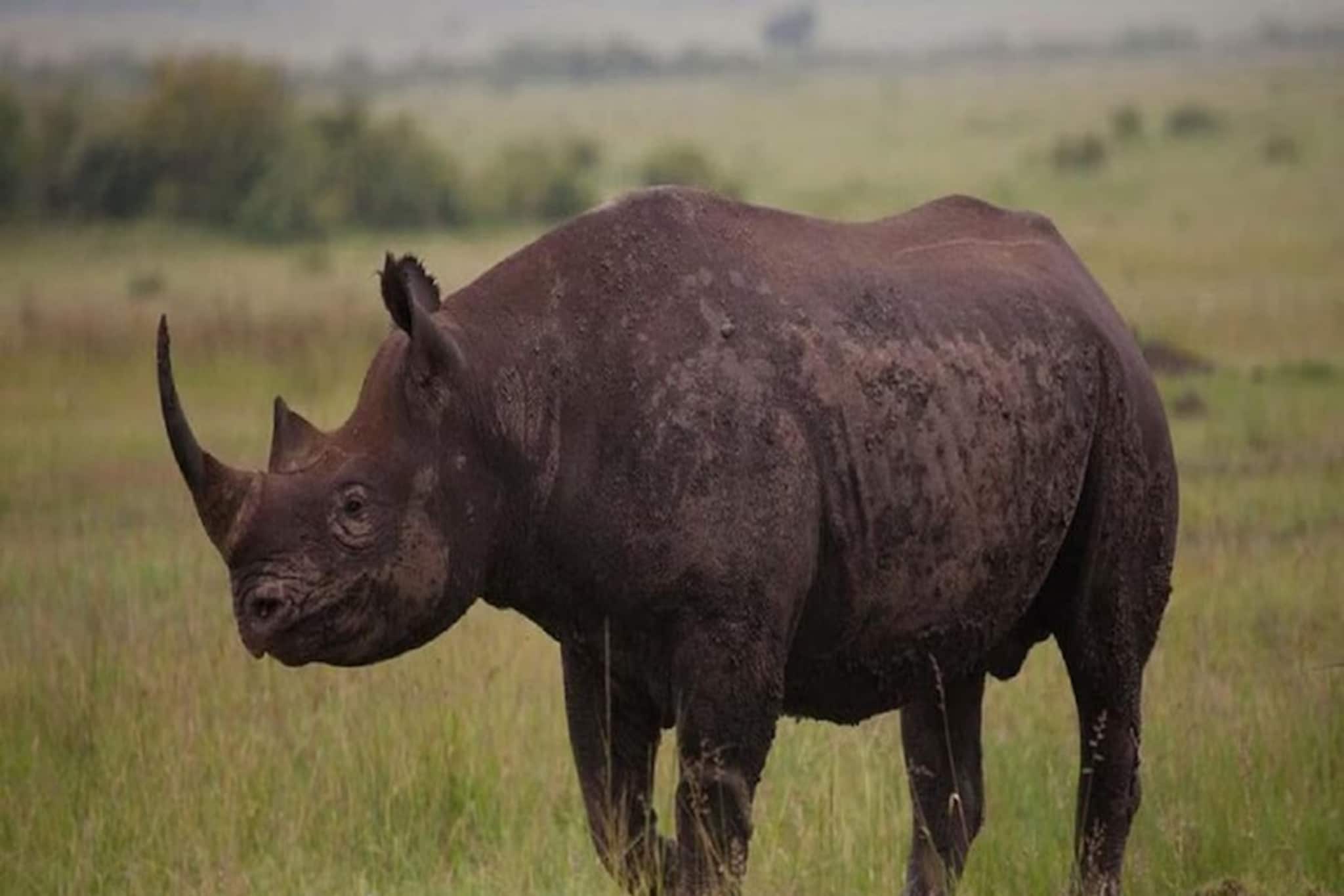 বছর প্রথম রবিবারেই জঙ্গল সাফারিতে কী বিপত্তি! পর্যটকদের তাড়া করল গন্ডার... গেল গেল রব বছর প্রথম রবিবারেই জঙ্গল সাফারিতে কী বিপত্তি! পর্যটকদের তাড়া করল গন্ডার... গেল গেল রব
