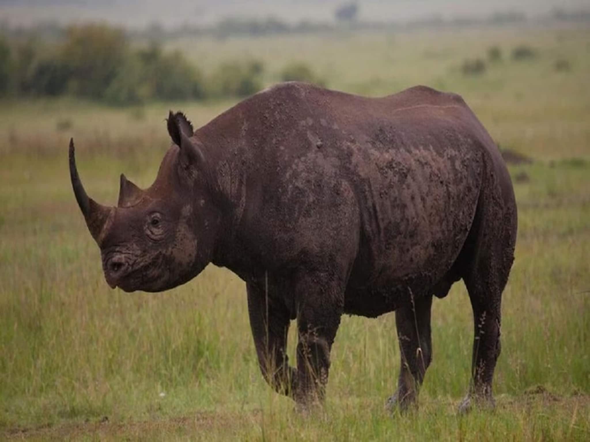 বছর প্রথম রবিবারেই জঙ্গল সাফারিতে কী বিপত্তি! পর্যটকদের তাড়া করল গন্ডার... গেল গেল রব