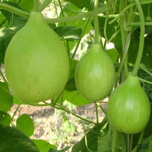 লম্বা এবং গোল লাউয়ের মধ্যে পার্থক্য: লম্বা এবং গোল লাউ, উভয়ই স্বাস্থ্যের দিক থেকে অত্যন্ত উপকারী, তবে তাদের মধ্যে কিছু গুরুত্বপূর্ণ পার্থক্য রয়েছে যা জানা জরুরি। লাউয়ের দুটি প্রধান প্রকার হল: গোল লাউ এবং লম্বা লাউ। গোল লাউকে সাধারণত নরেন্দ্র মাধুরী লাউ বলা হয়, যখন লম্বা লাউয়ের প্রকারটি শিবানী মাধুরী লাউ নামে পরিচিত।