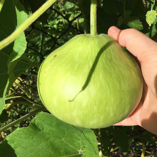 Round vs Long Bottle Gourd: হাজার রোগের যম! গোল না লম্বা, আপনার শরীরের জন্য এই সবজি কোনটি বেশি উপকারি জানুন…