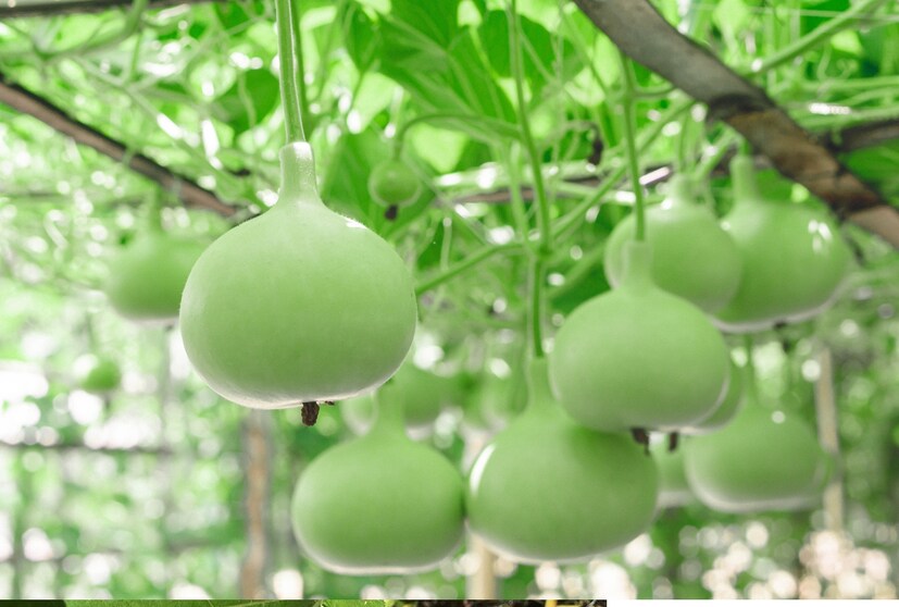 লাউ কেনার সময় খেয়াল রাখুন: লাউ কেনার সময় কিছু বিষয় খেয়াল রাখতে হবে, যাতে আপনি সঠিক এবং তাজা লাউ নির্বাচন করতে পারেন। সবার প্রথমে, লাউয়ের বাহিরের অংশ মসৃণ হওয়া উচিত এবং ডাঁটা তাজা হওয়া উচিত। 