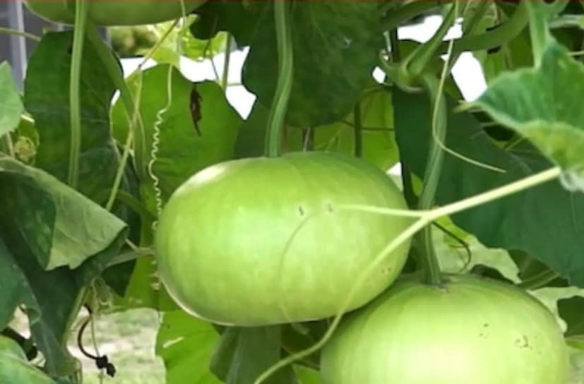 যদি আপনার হজমের সমস্যা থাকে, তবে লাউয়ের নিয়মিত সেবন আপনার পেট ঠিক রাখতে সহায়ক হবে। লাউয়ের রসও শরীরকে ডিটক্স করার জন্য উপকারী এবং এটি রক্তচাপ নিয়ন্ত্রণ করতেও সাহায্য করে।