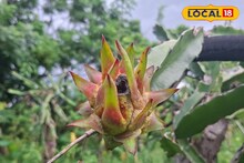 হাতির ভয় ঠেকাতে ড্রাগন চাষ!  সেই চাষ থেকে মোটা টাকা আয়