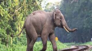 ট্রেনের ধাক্কায় হাতিমৃত্যুর ঘটনায় প্রতিবাদে পরিবেশপ্রেমীরা।