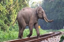 রেলের ধাক্কায় একের পর হাতি মৃত্যুর জের! চালসা রেল স্টেশনে বিক্ষোভ মিছিল