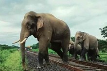 ট্রেনের ধাক্কায় তিন-তিনটি হাতির মর্মান্তিক মৃত্যু, দোষী কে..? রিপোর্ট দিল দক্ষিণ পূর্ব রেল