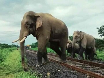 ট্রেনের ধাক্কায় তিন-তিনটি হাতির মর্মান্তিক মৃত্যু, দোষী কে..? রিপোর্ট দিল দক্ষিণ পূর্ব রেল