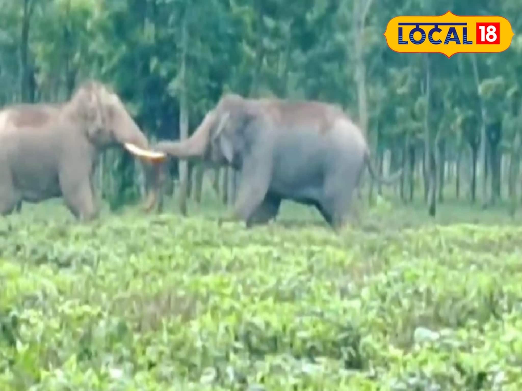 ঝগড়া হাতিদের, মজা পথচারীদের! ছবি তোলার হিড়িক, আগে কখনও দেখেছেন এমন ভয়ঙ্কর সুন্দর মুহূর্ত