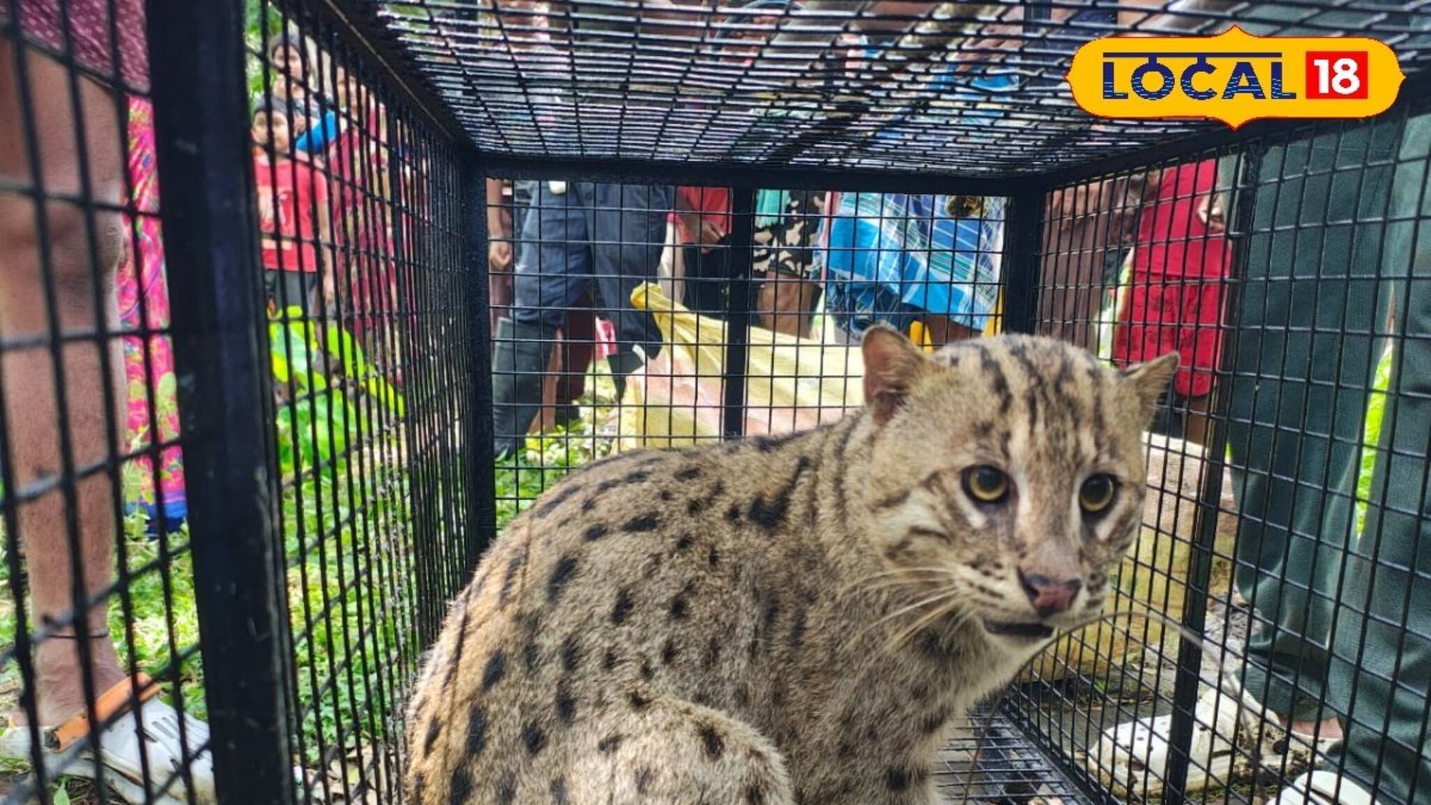 ভয়ঙ্কর কাণ্ড! আচমকা বাথরুমে ঢুকে পড়ল এ কোন প্রাণী? সামনে যেতেই...