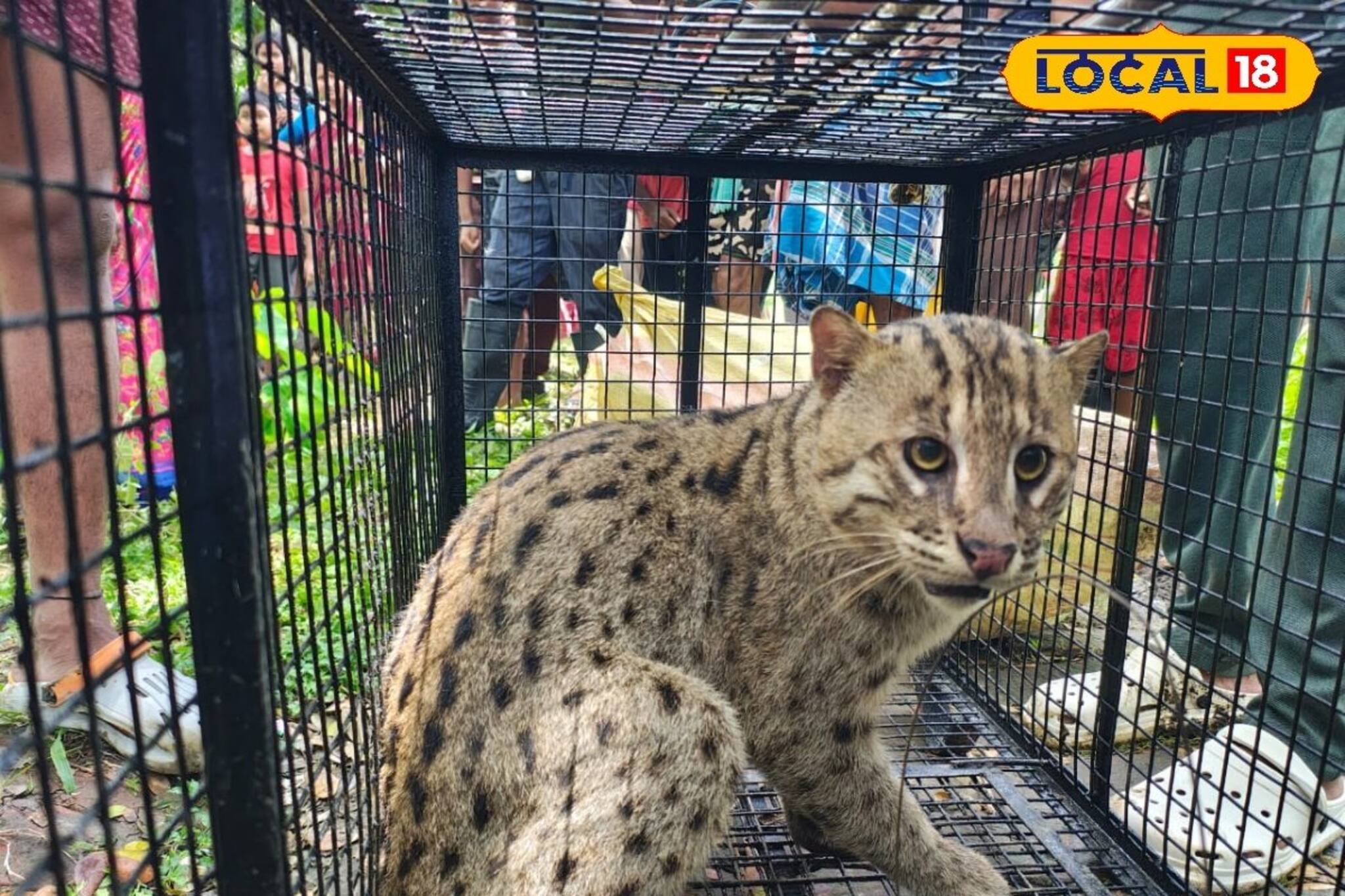 ভয়ঙ্কর কাণ্ড! আচমকা বাথরুমে ঢুকে পড়ল এ কোন প্রাণী? সামনে যেতেই..., হুলুস্থুল পড়ে গেল হা