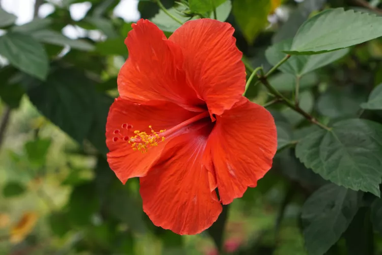বিশ্বাস করা হয় যে কোনও মাসের শুক্রবার আপনি যদি দেবী লক্ষ্মীকে লাল জবা ফুল অর্পণ করেন তাহলে আপনার দাম্পত্য জীবনের সমস্ত বাধা দূর হয়ে যাবে। এছাড়াও, আপনি যদি বিবাহিত হন তবে এই প্রতিকারের মাধ্যমে আপনার বিবাহিত জীবন সর্বদা সুখী থাকবে এবং আপনি পারস্পরিক বিবাদ থেকে রক্ষা পাবেন।