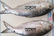 এত টাকা দিয়ে ইলিশ কিনছেন, স্বাদই নেই? ইলিশের নামে কোন মাছ দিচ্ছে? ভাল ইলিশ চিনবেন কী করে?