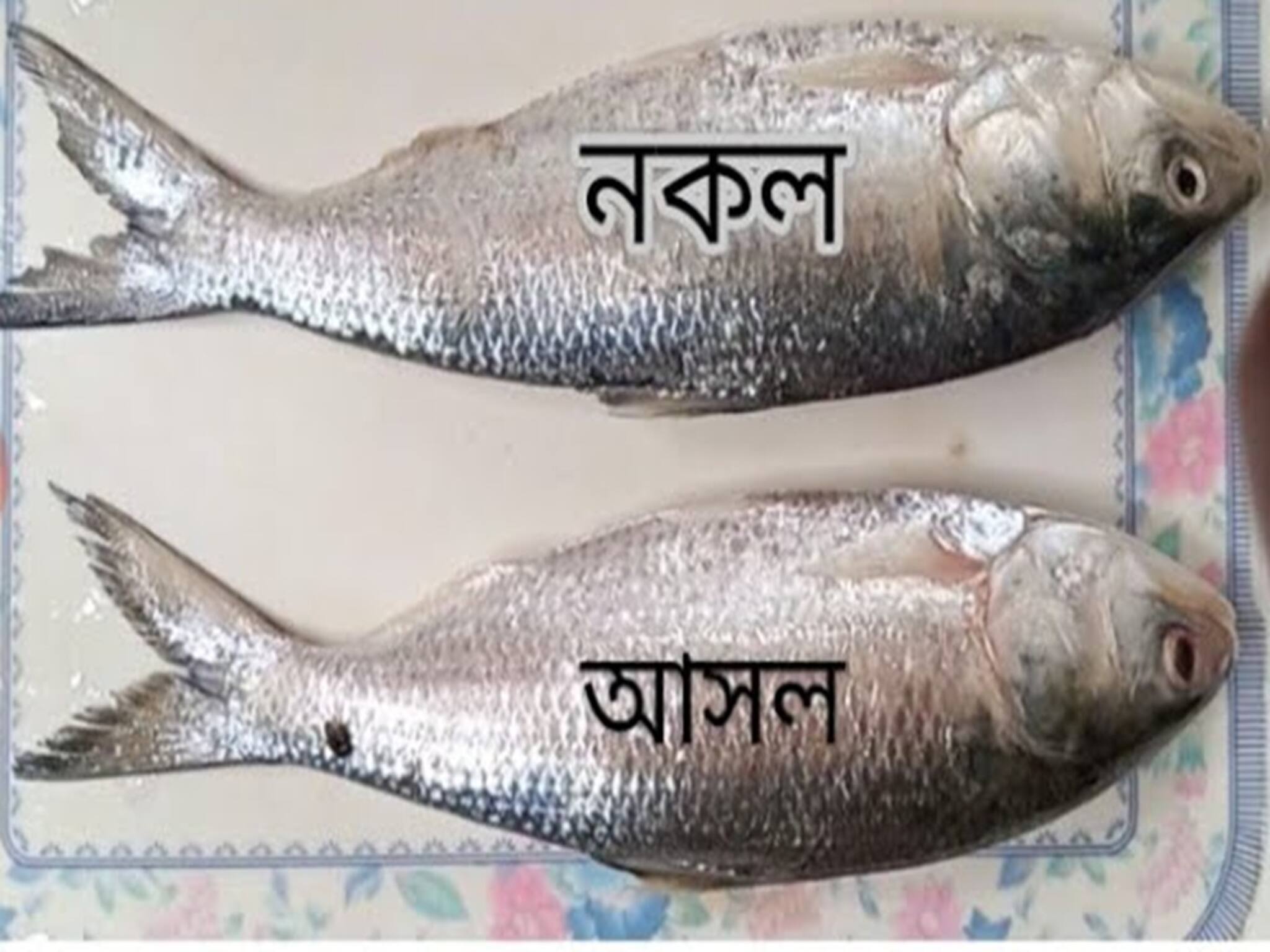 Ilish Machh: এত টাকা দিয়ে ইলিশ কিনছেন, কোনও স্বাদই নেই? ইলিশের নামে কোন মাছ দিচ্ছে জানেন? আসল-ভাল ইলিশ চেনার সবচেয়ে সহজ উপায় জেনে নিন