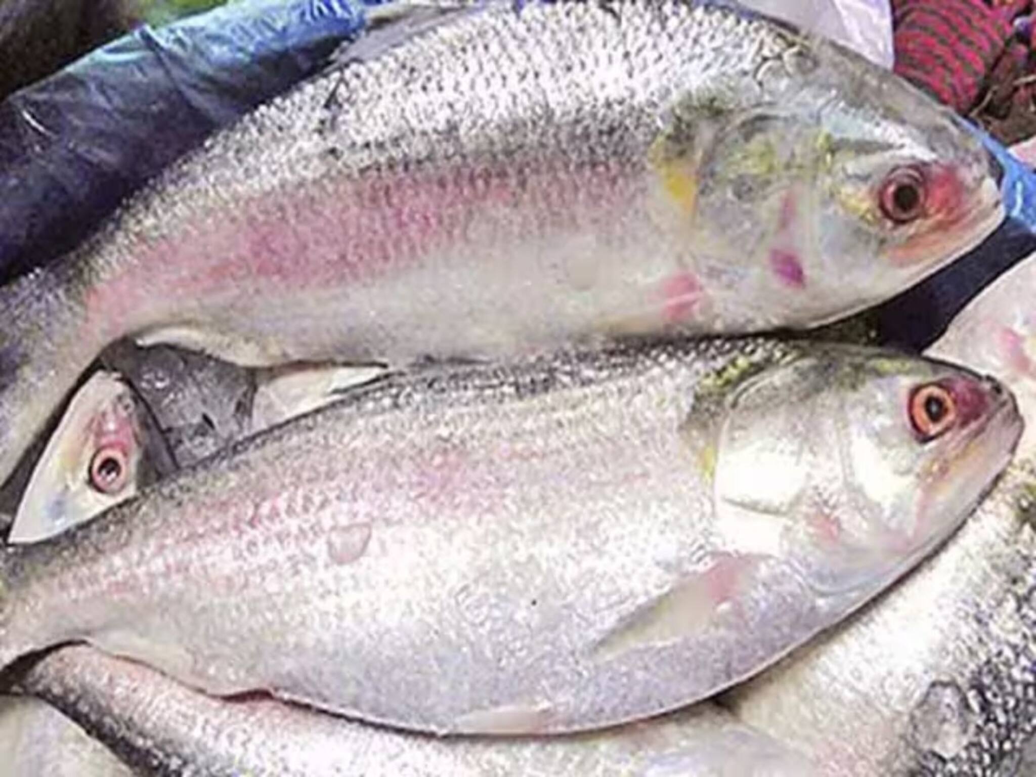 Bangladeshi Ilish: পুজোর আগেই আমবাঙালির জন্য খুশির খবর! 'উপহার' পাঠাচ্ছে বাংলাদেশ, পুজো এবার ইলিশময়! কত দাম হবে জানেন?