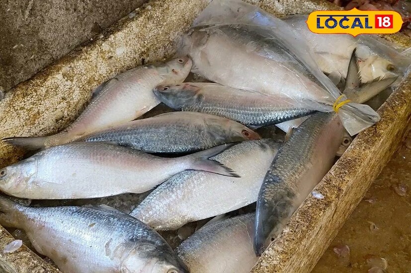 আবার বর্ষাকালে যেসব ইলিশ বাজারে পাওয়া যায় সেগুলো বেশি সুস্বাদু হয়। বিশেষজ্ঞদের মতে, ডিম ছাড়ার আগ পর্যন্ত ইলিশের স্বাদ সবচেয়ে বেশি থাকে। ডিমওয়ালা ইলিশের স্বাদ তুলনামূলক কম। 