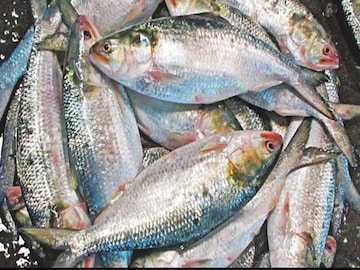 ভরা মৌসুমেও ইলিশের দেখা নেই, দাম আকাশচুম্বী! অন্য কোন মাছে স্বাদ মেটাচ্ছে কলকাতা ? ভরা মৌসুমেও ইলিশের দেখা নেই, দাম আকাশচুম্বী! অন্য কোন মাছে স্বাদ মেটাচ্ছে কলকাতা ?