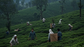 Ai Generated representative image