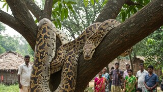 সর্বনাশ! মগডালে দুলছে ওটা কী! আম খেতে উঠে পড়ল ৬ ফুট লম্বা সাপ? দেখে শিউরে উঠল নকশালবাড়ি সর্বনাশ! মগডালে দুলছে ওটা কী! আম খেতে উঠে পড়ল ৬ ফুট লম্বা সাপ? দেখে শিউরে উঠল নকশালবাড়ি