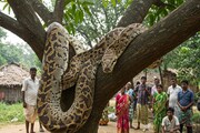 যেমন লম্বা তেমন চওড়া! ঠিক যেন 'দানব'... লোকালয়ে ওটা কে শুয়ে আছে? গোটা গ্রামের চোখ কপালে