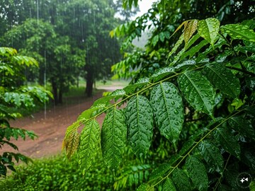 একবার চেখে দেখলে ভুলে যাবেন চিকেন-মাটনের স্বাদও! মরশুমি কালো সবজিটির কাছে সব ফেল!