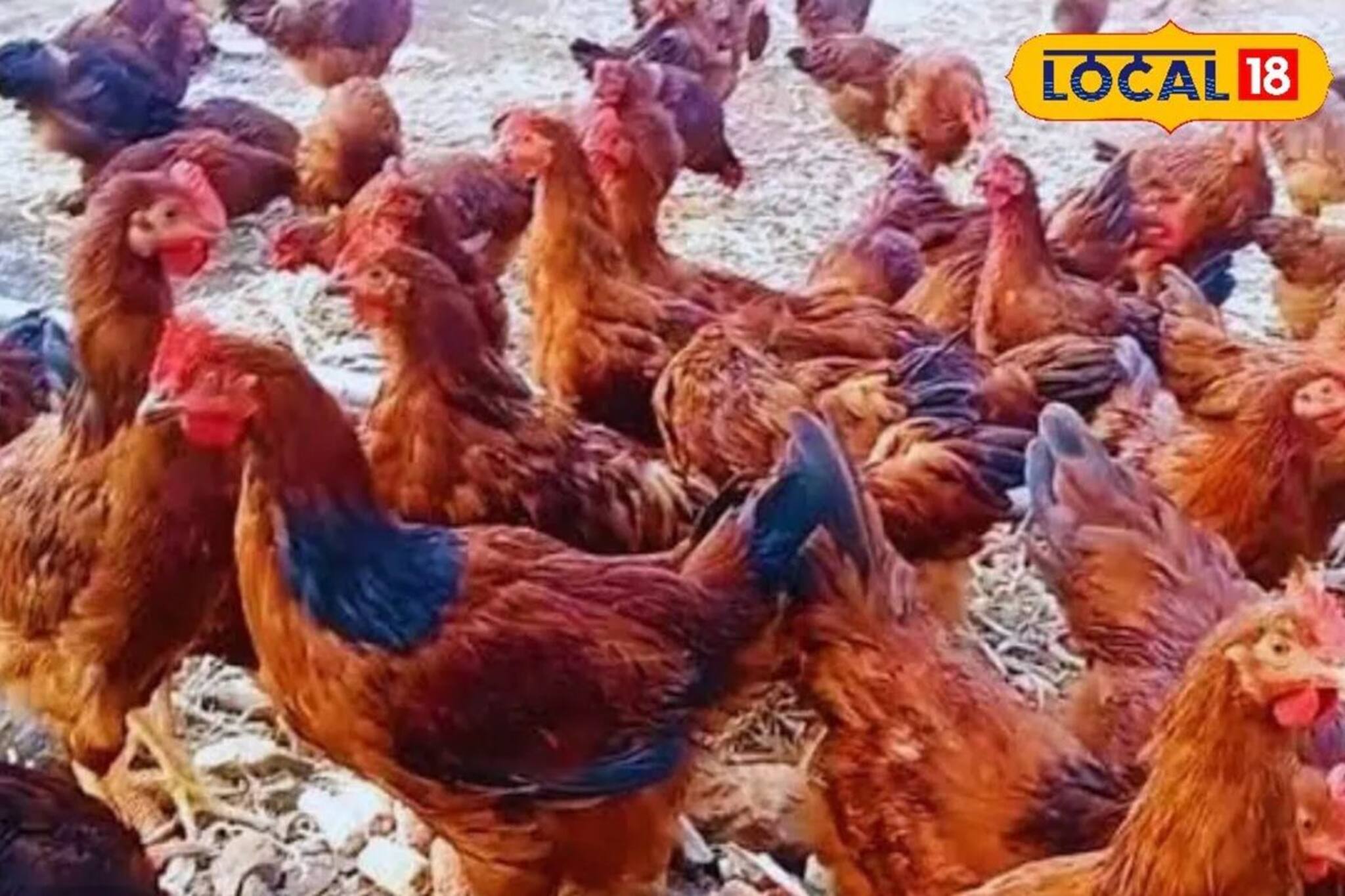 হায়দরাবাদের এই বিশেষ মুরগিগুলিই কোটিপতি করে তুলতে পারে, সম্পূর্ণ পরিকল্পনাটি জেনে নিন