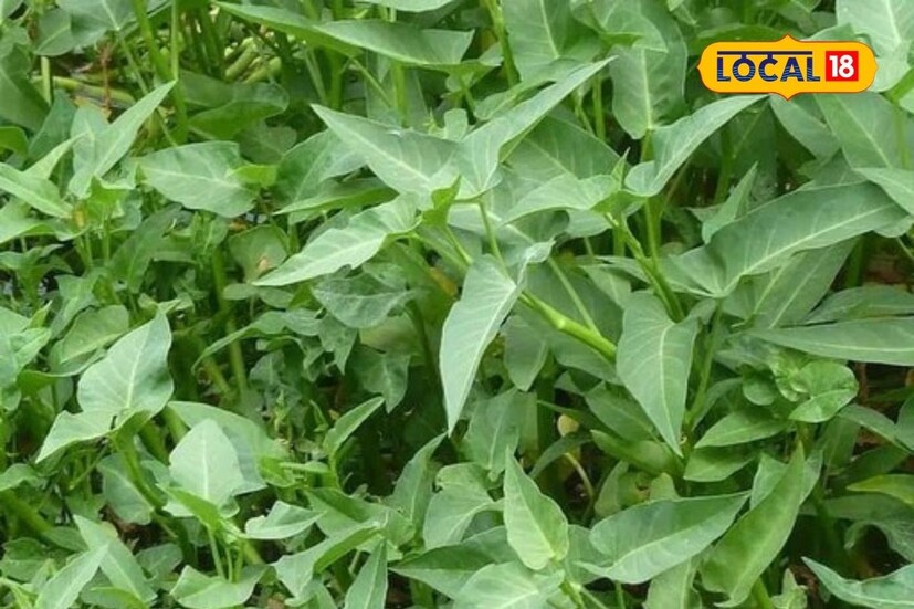 কারণ এই শাকে প্রচুর পরিমাণে ভিটামিন-এ এবং ক্যারোটিনয়েড রয়েছে। যা দৃষ্টিশক্তি শক্তিশালী করার ক্ষেত্রে সহায়ক। শুধু তা-ই নয়, রোজকার খাদ্যতালিকায় কলমী শাক রাখা হলে রাতকানা রোগও দূর হয়।