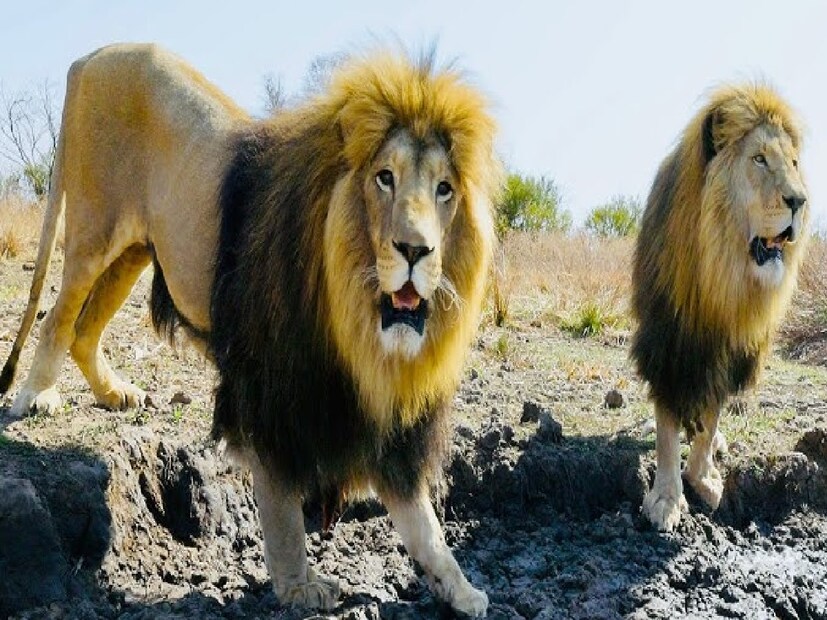 Lionসিংহদের মধ্যে হাতেগোনা এই কেস পাওয়া যায়৷ নতুন সিংহ যে রাজা হতে চলেছে সে আগের রাজার সন্তান শাবকদের খেয়ে নেওয়ার ঘটনা ঘটে৷ এটা সম্পূর্ণভাবে নিজের সিংহাসন নিষ্কন্টক করার জন্য সিংহরা করে থাকে৷