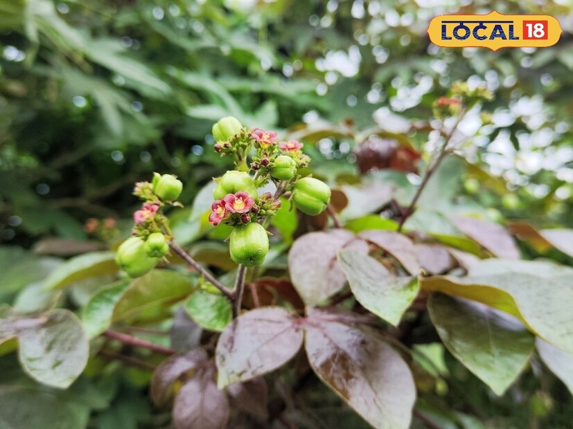 আগাছা জরাজীর্ণ জায়গায় জন্মালেও শারীরিক স্বাস্থ্যের ক্ষেত্রে ব্যাপক উপকারী এই উদ্ভিদ। রাস্তার ধারে ঝোপঝাড় থেকে শুরু করে জলাশয়, জঙ্গল ইত্যাদি জায়গায় দেখা মেলে এই উদ্ভিদ। এই উদ্ভিদের উপকারিতা জানেন না অনেকেই। মানুষের শরীরের একাধিক রোগ যেমন মাঝে মাঝে জ্বর, কার্বাঙ্কেল, একজিমা, শিশুদের জিহ্বায় ঘা এবং পেট ব্যথা ইত্যাদি রোগের নির্ণয় হিসেবে এই উদ্ভিদকে ব্যবহার করা হয়। 