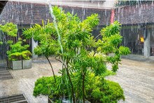 বর্ষায় বাড়িতে এই ৬ ঔষধি গাছ লাগান; বাগানের শোভা তো বাড়বেই, স্বাস্থ্যও হবে তরতাজা
