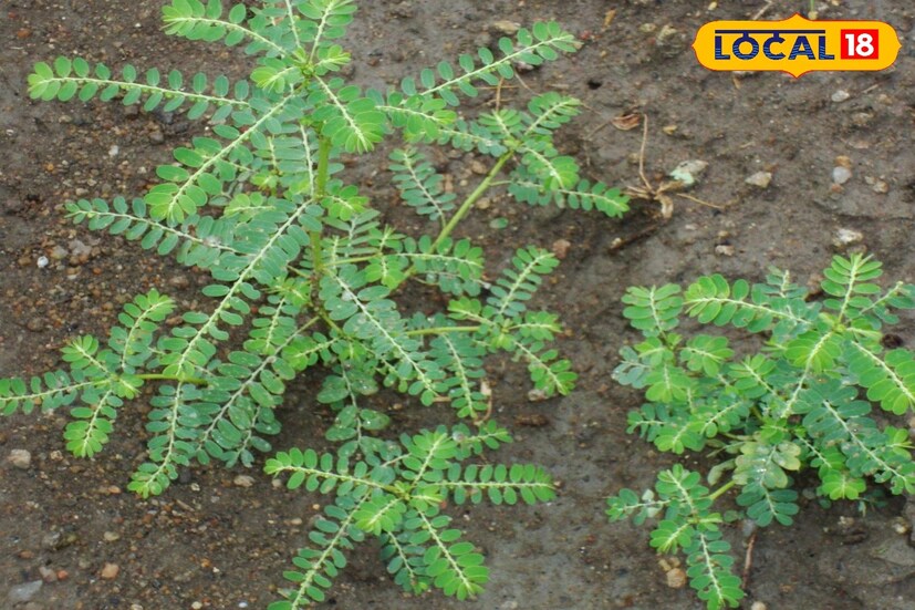 ভূমি আমলকি: এই গাছ একবার রোপণ করলে তা সহজেই পরিবেশের সঙ্গে নিজে থেকেই খাপ খাইয়ে নিতে পারে। তাই বাগানে এটি রোপণ করা খুব সহজ। আয়ুর্বেদিক চিকিৎসকদের মতে, ভূমি আমলকি লিভারকে ডিটক্স করে। শুধু তা-ই নয়, জন্ডিস এবং আর্থ্রাইটিসের জন্যও একটি দারুণ ঔষধ এটি। এছাড়া এই গাছের পাতার রস কাশি, হাঁপানি নিরাময় করে এবং রোগ প্রতিরোধ ক্ষমতাও উন্নত করে।