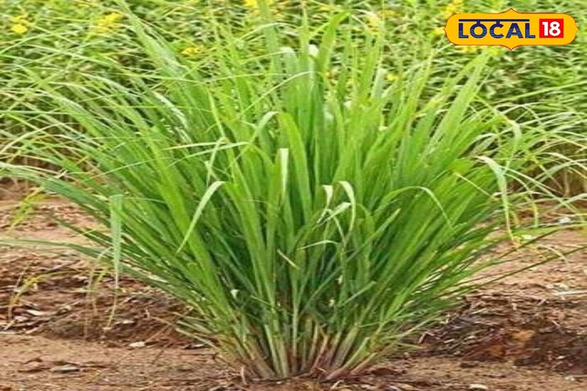 লেমনগ্রাস গাছ: ঘাসের মতো দেখতে এই গাছটি। টবে যদি একটি গাছ লাগানো হয়, তা থেকে অনেক গাছ হয়ে যাবে। এর জন্য ভাল নিষ্কাশন ব্যবস্থা আছে, এমন মাটি ব্যবহার করতে হবে। এটি বারান্দা বা জানালার কাছেও রাখা যেতে পারে। এর সুগন্ধ দিকে দিকে ছড়িয়ে পড়ে। লেমনগ্রাসের চা পান করলে মানসিক চাপ কমে এবং হজমশক্তি উন্নত হয়। এটি মশা তাড়ানোর স্প্রে হিসেবেও ব্যবহার করা যেতে পারে।