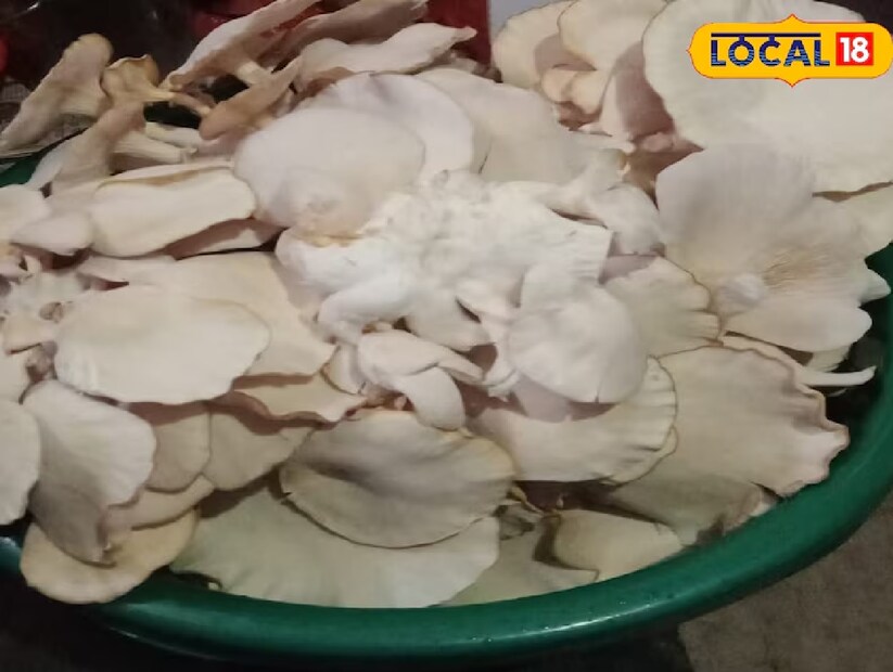 কিন্তু এখন দারুণ খবর—খুব সহজেই আপনি এটি বাড়ির বারান্দা বা উঠোনেই চাষ করতে পারবেন, তাও মাত্র দুটি উপকরণে, এক টাকাও বেশি খরচ না করেই। শুধু অপেক্ষা ২০ দিনের।