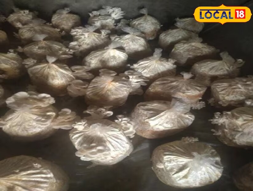 &#x23f3; ফলনের সময়:৭-১০ দিনের মধ্যে ছোট ছোট মাশরুম গজাতে শুরু করবে।

১৫-২০ দিনেই প্রথম ফসল পেয়ে যাবেন।

কাটা সময় সাবধানে কাটুন যাতে মূল গাছ ঠিক থাকে, আবার ফলন পাওয়া সম্ভব হয়।
