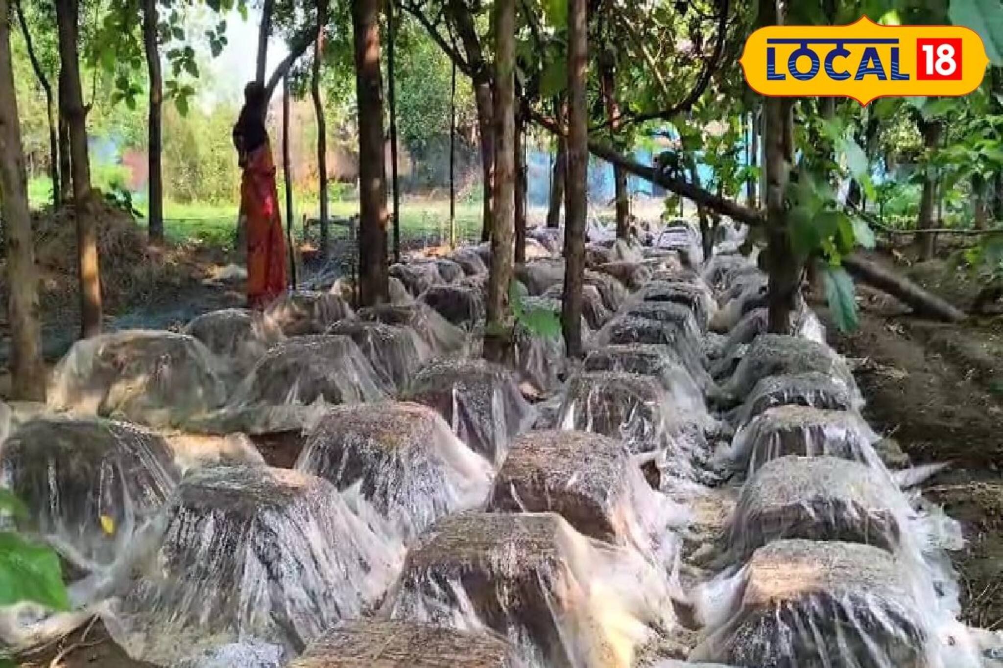 প্রোটিন, ভিটামিনের খনি...! নিংড়ে বের করে কোলেস্টেরল, এবার এই বিশেষ খাবার মিলবে সারা বছর