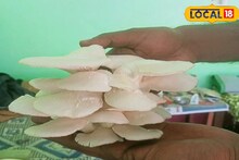 বাজার থেকে কেনার দিন শেষ! করুন এই ২ জিনিস, ঘরেই তরতর করে ফলবে 'সাদা সোনা'!