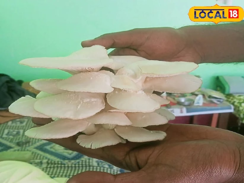 ঘরেই মাশরুম চাষ: মাশরুম এমন এক সবজি, যা প্রায় সকলেই পছন্দ করেন। অনেকেই একে নিরামিষাশীদের নন-ভেজ বলেন। এর স্বাদ এতটাই অনন্য যে একবার খেলে বারবার খেতে ইচ্ছা করে। তবে বাজারে এর দামের কারণে অনেকেই দ্বিধায় পড়েন।