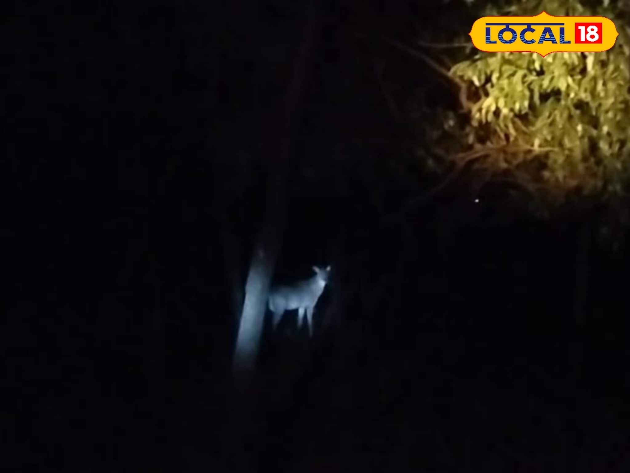 বীরভূমের জঙ্গলে বিশেষ ৩ অতিথি...! আপ্যায়নে পুলিশ-বন দফতর, সুন্দর সহযোগিতা বাসিন্দাদেরও