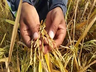 Basmati Rice Cultivation