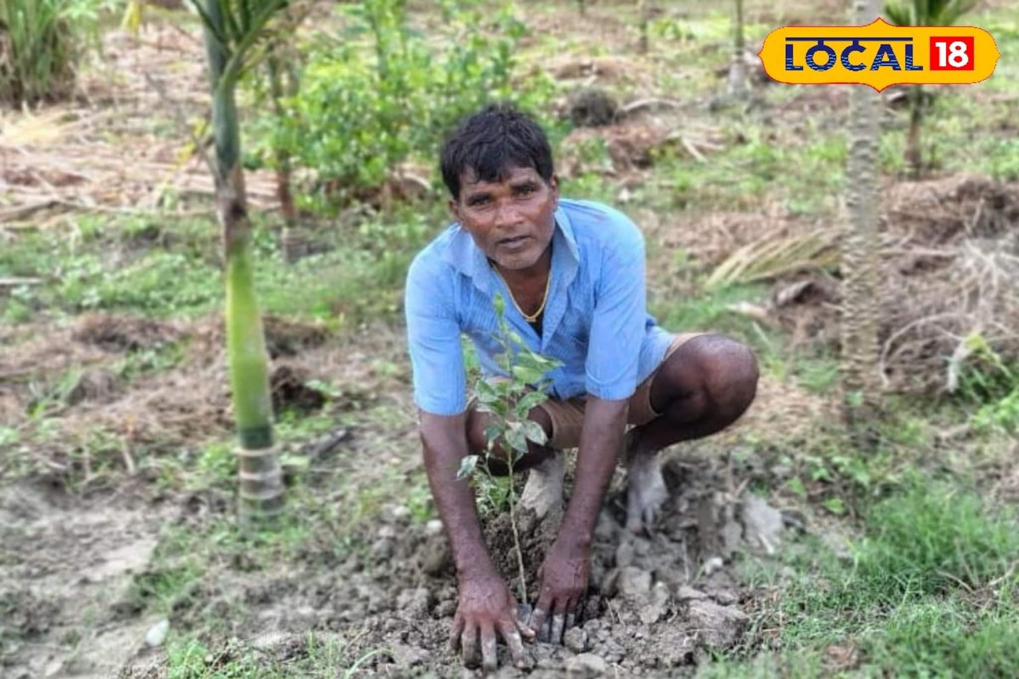 হাতি তাড়াতে সুপারি বাগানে হচ্ছে এই ফলের চাষ! হবে উপরি লাভ, জানেন কী সেই ফল
