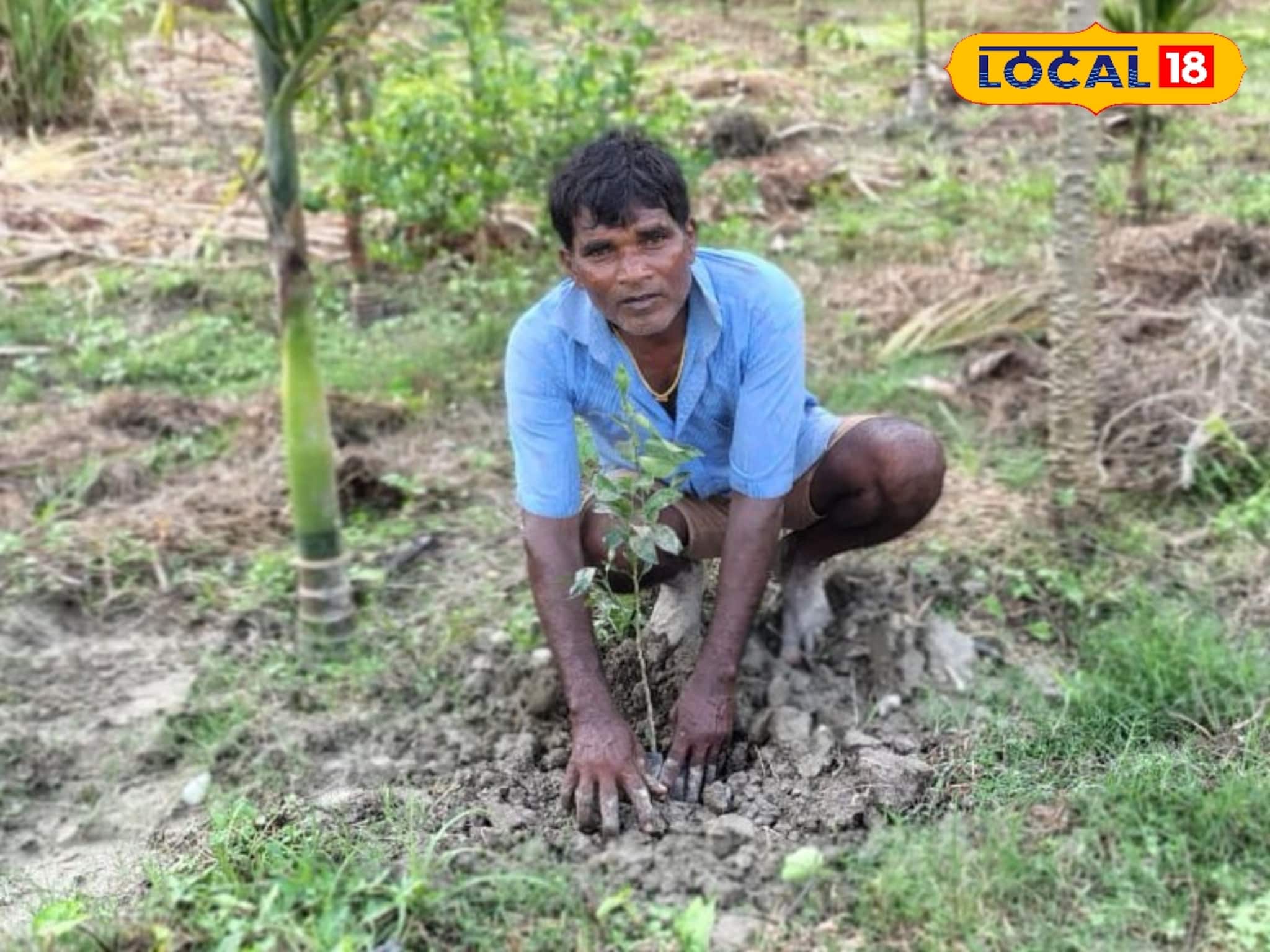 হাতি তাড়াতে সুপারি বাগানে হচ্ছে এই ফলের চাষ! হবে উপরি লাভ, জানেন কী সেই ফল