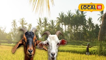 বীজধানের