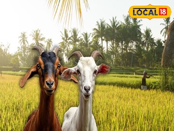 Alipurduar News: দক্ষিণবঙ্গে বন্যা, আর উত্তরবঙ্গে…! কঠিন সমস্যায় চাষিরা, রাগে ছাগলদের খাওয়াচ্ছেন ধানের চারা